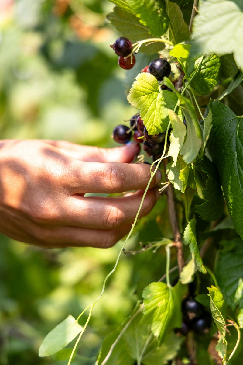 Hand picking blackcurrants from a bush with green leaves