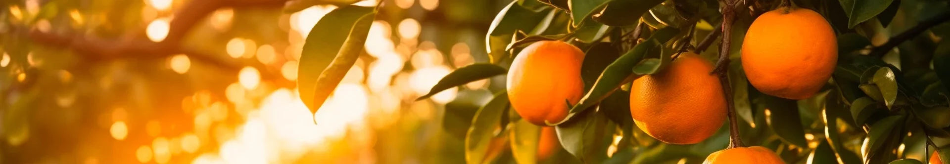 Oranges hanging on a tree with a blurred background