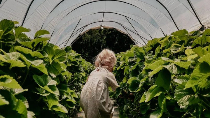 A Grower’s Reality: The Challenges Facing the UK Strawberry Sector