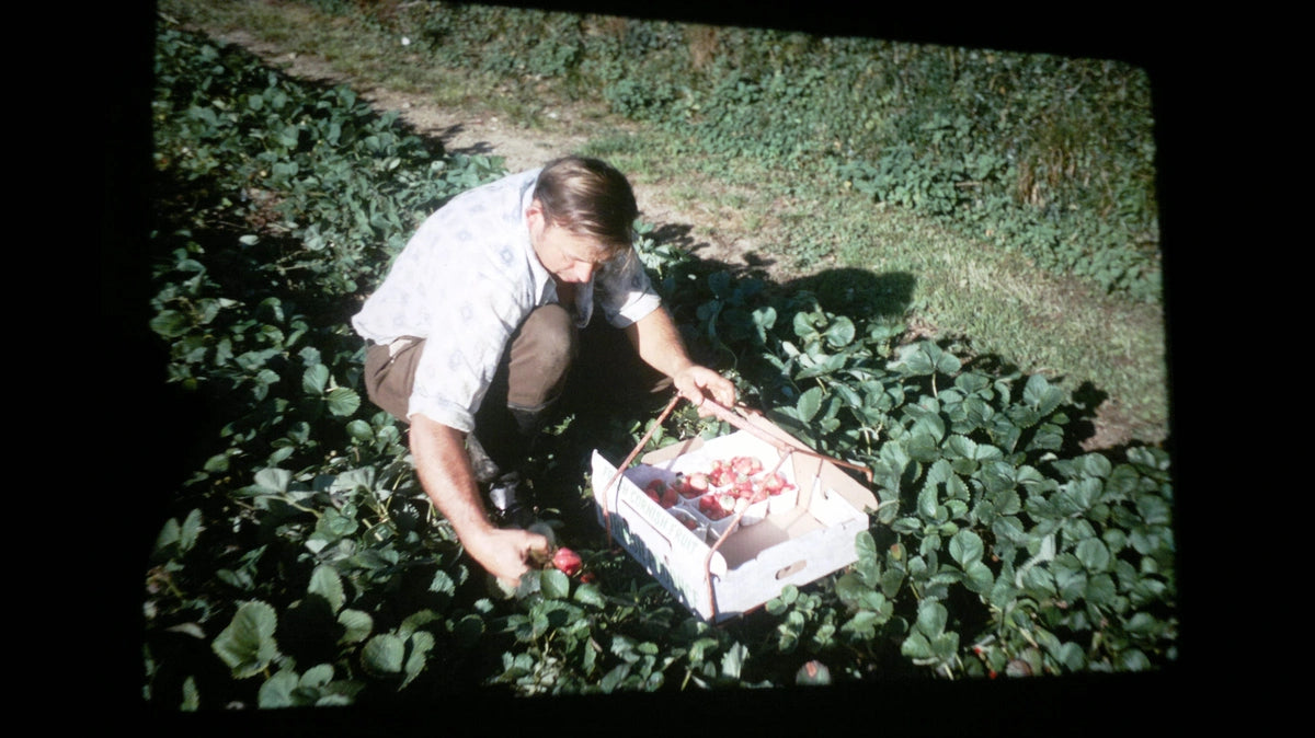 Richard Boddington picking strawberries and placing them into a box in his field in Mevagissey