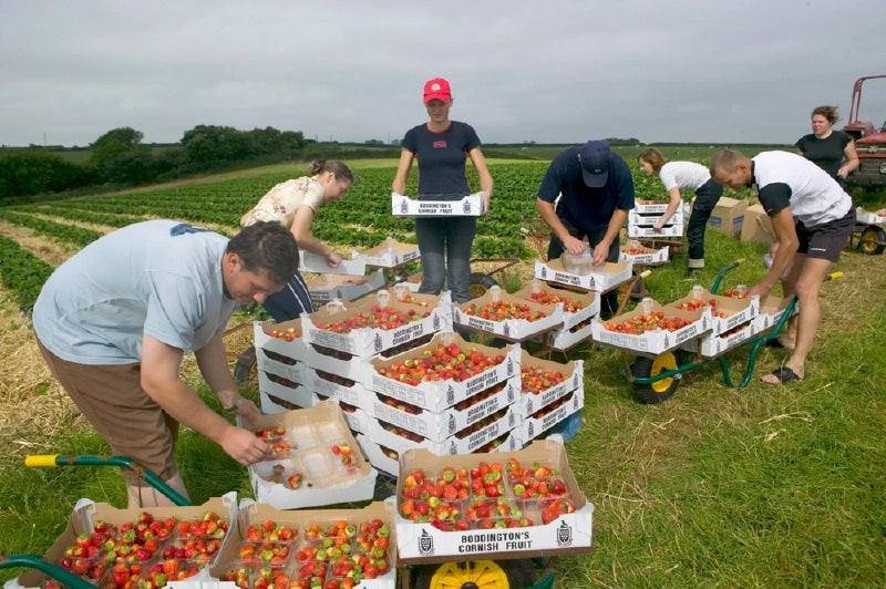People harvesting Boddington's strawberries in a field and loading them into crates.