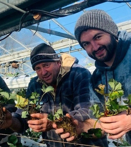 Phil and Will Boddington holding strawberry plants in a greenhouse setting