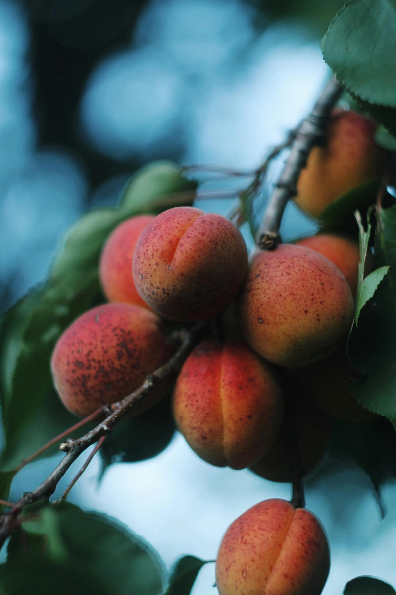 Ripe apricots on a branch with a blurred natural background