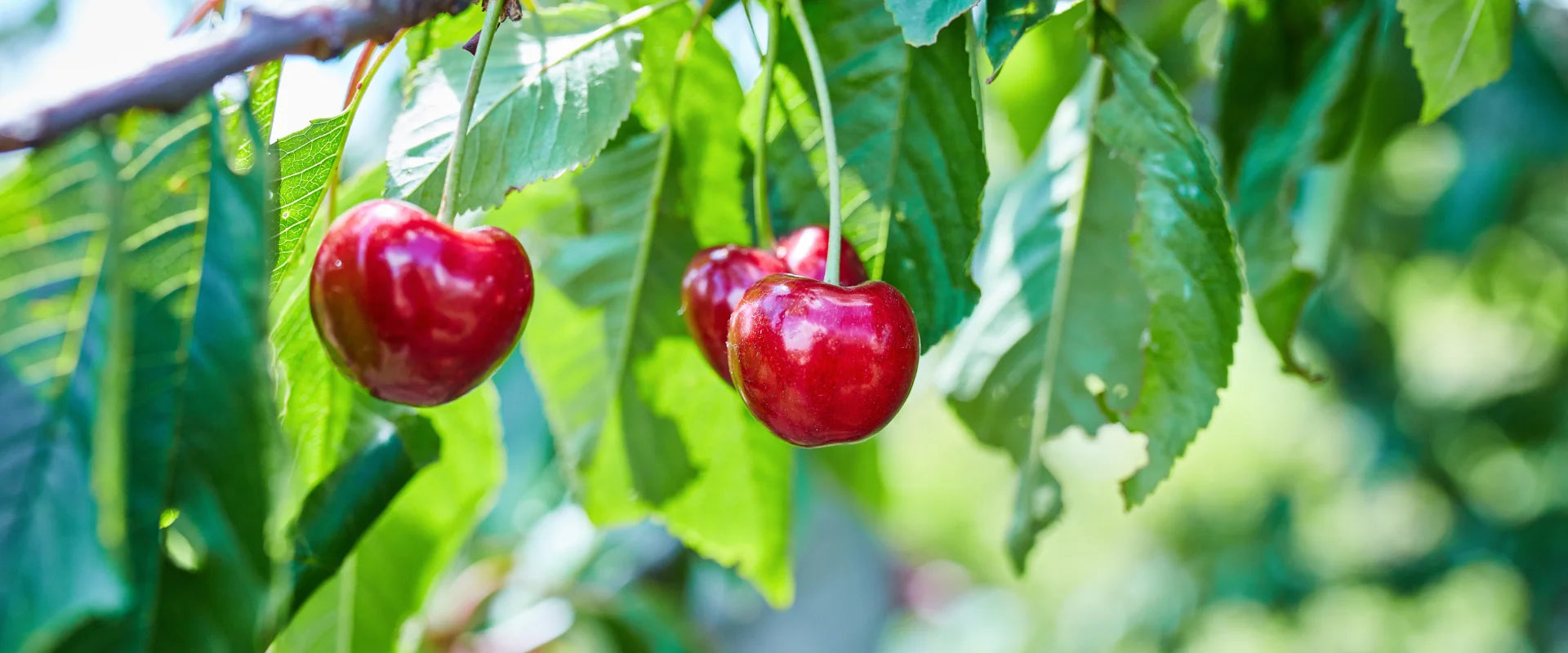 Red cherries hanging from a tree with green leaves
