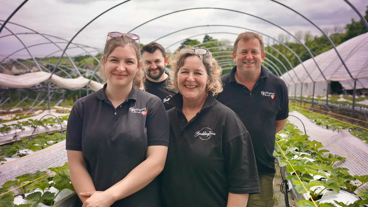 Four of the Boddington's in black polos standing in a Spanish tunnel with strawberry plants behind
